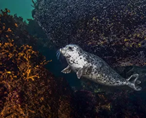 Harbor seal (Phoca vitulina) using a large,encrusted boulder as a tool to scratch itself Harbor seal (Phoca vitulina) using a large,encrusted boulder as a tool to scratch itself