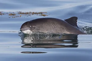 Harbour porpoise (Phocoena phocoena) surfacing Bay of Fundy, New Brunswick, Canada Harbour porpoise (Phocoena phocoena) surfacing Bay of Fundy, New Brunswick, Canada