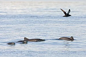 Harbour porpoises (Phocoena phocoena) - rare picture of small group Bay of Fundy Harbour porpoises (Phocoena phocoena) - rare picture of small group Bay of Fundy