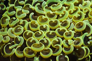 Images Dated 24th October 2010: Hard Coral (Euphyllia ancora) polyps. Rinca, Komodo National Park, Indonesia, October