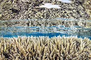 Hard corals (Acropora microclados) growing in shallow water, reflected in the surface Hard corals (Acropora microclados) growing in shallow water, reflected in the surface
