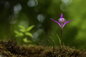 Hardy Chinese orchid (Pleione limprichtii) Tangjiahe National Nature Reserve Hardy Chinese orchid (Pleione limprichtii) Tangjiahe National Nature Reserve