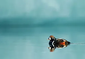 Images Dated 8th June 2011: Harlequin duck (Histrionicus histrionicus) male swimming, Iceland, June 2011