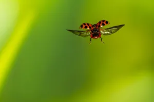 Harlequin ladybird (Harmonia axyridis) flying, Tuscaloosa County, Alabama, USA Controlled Harlequin ladybird (Harmonia axyridis) flying, Tuscaloosa County, Alabama, USA Controlled