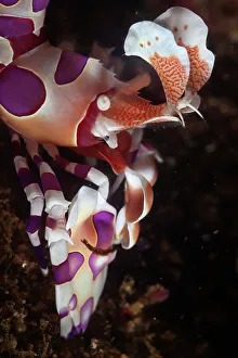 January 2023 Highlights Gallery: Harlequin Shrimp (Hymenocera elegans) on sea floor. Huatulco Bays National Park, Oaxaca state