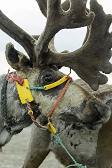 Reindeer Gallery: Harnessed Reindeer (Rangifer tarandus), Nenets Autonomous Okrug, Arctic, Russia, July