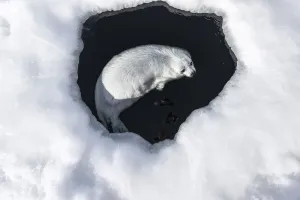 Harp seal (Pagophilus groenlandicus) pup swimming in a hole in the ice, Magdalen Islands, Canada. March Harp seal (Pagophilus groenlandicus) pup swimming in a hole in the ice, Magdalen Islands, Canada. March
