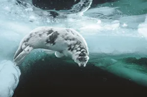 Harp seal (Pagophilus groenlandicus) pup about four weeks old, moulting, swimming under sea ice, Magdalen Islands Harp seal (Pagophilus groenlandicus) pup about four weeks old, moulting, swimming under sea ice, Magdalen Islands