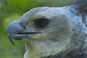 Harpy eagle (Harpia harpyja) close up head portrait, captive Harpy eagle (Harpia harpyja) close up head portrait, captive