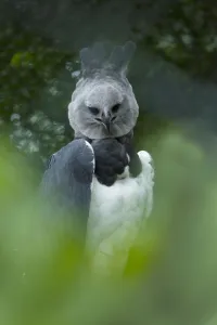 Harpy eagle (Harpia harpyja) native to South America, captive Harpy eagle (Harpia harpyja) native to South America, captive