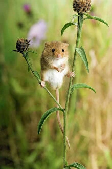 Images Dated 23rd July 2007: Harvest mouse {Micromys minutus) standing on Knapweed with wildflower meadow behind