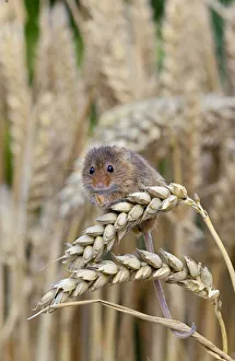 Harvest Mouse ( Micromys minutus) feeding on ear of wheat, Captive, UK, August Harvest Mouse ( Micromys minutus) feeding on ear of wheat, Captive, UK, August