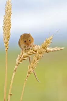 Harvest mouse (Micromys minutus) on wheat stem, Devon, UK captive