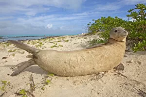 Images Dated 24th February 2011: Hawaiian monk seal (Monachus schauinslandi) hauled out, Sand Island, Midway, Hawaii