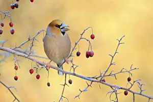 Hawfinch 1+Coccothraustes coccothraustes+2 perched on branch amongst Hawthorn 1+Crataegus Hawfinch 1+Coccothraustes coccothraustes+2 perched on branch amongst Hawthorn 1+Crataegus