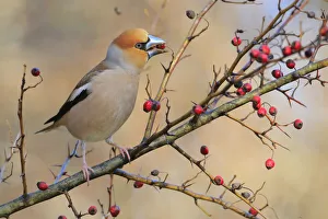 Hawfinch (Coccothraustes coccothraustes) feeding on berries, Sierra de Grazalema NP Hawfinch (Coccothraustes coccothraustes) feeding on berries, Sierra de Grazalema NP