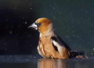 Hawfinch (Coccothraustes coccothraustes) bathing, Pusztaszer, Hungary, May 2008 Hawfinch (Coccothraustes coccothraustes) bathing, Pusztaszer, Hungary, May 2008