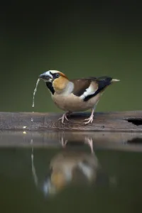 Hawfinch (Coccothraustes coccothraustes) drinking, Pusztaszer, Hungary, May 2008 Hawfinch (Coccothraustes coccothraustes) drinking, Pusztaszer, Hungary, May 2008