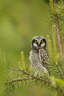 Images Dated 23rd June 2014: Hawk Owl perched (Surnia ulula), Finland, June