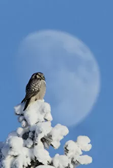 Images Dated 14th February 2011: Hawk Owl (Surnia ulula) perched on snowy tree in front of the moon. Kuusamo, Finland