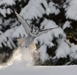 Images Dated 29th February 2016: Hawk owl (Surnia ulula) takingn off from powder snow, possibly with prey in talons