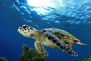 Hawksbill sea turtle (Eretmochelys imbricata) Bonaire, Leeward Antilles, Caribbean region Hawksbill sea turtle (Eretmochelys imbricata) Bonaire, Leeward Antilles, Caribbean region