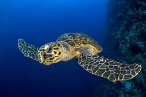 Images Dated 26th June 2014: Hawksbill turtle (Eretmochelys imbricata) swimming along a coral reef wall, chewing on some coral