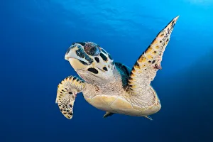 Hawksbill turtle (Eretmochelys imbricata) cruising along the drop off of a coral reef Hawksbill turtle (Eretmochelys imbricata) cruising along the drop off of a coral reef