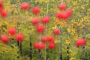 Images Dated 9th October 2014: Hawthorn berries (Crataegus monogyna) in Poplar woodland (Populus) Sierra de Grazalema Natural Park
