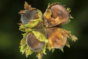 Hazel nuts (Corylus avellana) Dorset, UK September Hazel nuts (Corylus avellana) Dorset, UK September