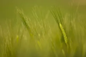 Head of Barley (Hordeum sp) Spain, April Head of Barley (Hordeum sp) Spain, April