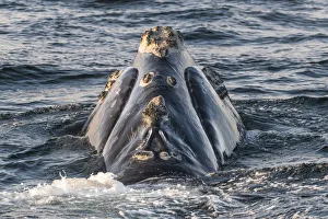 Head of a North Atlantic right whale (Eubalaena glacialis) showing callosities, pathches Head of a North Atlantic right whale (Eubalaena glacialis) showing callosities, pathches