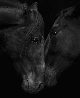 Images Dated 28th April 2013: Head portrait of black Andalusian stallion and mare meeting for the first time in southern Spain