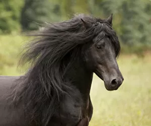 Images Dated 29th February 2012: Head portrait of black Merens stallion with long mane running in pasture. Northern France, Europe