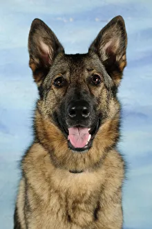 Head portrait of a German Shepherd, panting Head portrait of a German Shepherd, panting