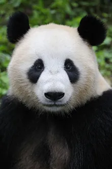 Head portrait of a Giant panda (Ailuropoda Melanoleuca) Bifengxia Giant Panda Breeding Head portrait of a Giant panda (Ailuropoda Melanoleuca) Bifengxia Giant Panda Breeding