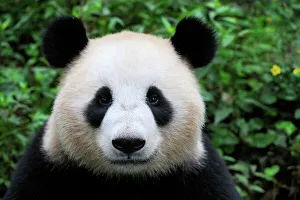 Head portrait of a Giant panda (Ailuropoda Melanoleuca) Bifengxia Giant Panda Breeding Head portrait of a Giant panda (Ailuropoda Melanoleuca) Bifengxia Giant Panda Breeding