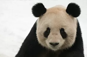 Images Dated 9th January 2010: Head portrait of Giant panda (Ailuropoda melanoleuca) captive (born in 2000)