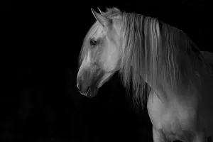 Head portrait of grey Andalusian stallion in dark barn. Northern France, Europe Head portrait of grey Andalusian stallion in dark barn. Northern France, Europe