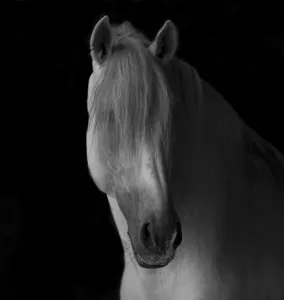 Head portrait of grey Andalusian stallion in dark barn, Northern France, Europe Head portrait of grey Andalusian stallion in dark barn, Northern France, Europe
