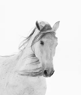 Head portrait of grey almost white Andalusian mare running in snow, Berthoud, Colorado, USA Head portrait of grey almost white Andalusian mare running in snow, Berthoud, Colorado, USA