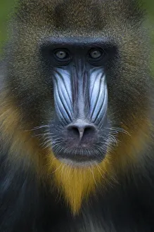 Head portrait of male Mandrill (Mandrillus sphinx) Captive. Apenheul zoo; the Netherlands Head portrait of male Mandrill (Mandrillus sphinx) Captive. Apenheul zoo; the Netherlands