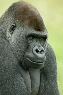 Black Collection: Head portrait of male silverback Western lowland gorilla {Gorilla gorilla gorilla} UK