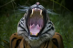 Head portrait of Sumatran tiger (Panthera tigris sumatrae) with mouth wide open in a yawn