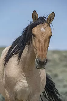 Images Dated 30th May 2014: Head portrait of wild dun roan Mustang mare in Sand Wash Basin, Colorado, USA