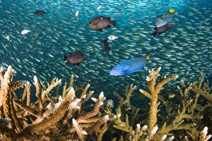 Healthy Staghorn corals (Acropora sp.) with various reef fishes Healthy Staghorn corals (Acropora sp.) with various reef fishes