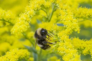 Queen Bee of Bumblebee