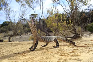 Heath Monitor (Varanus rosenbergi) male enacting a threat display, in mallee/heath Heath Monitor (Varanus rosenbergi) male enacting a threat display, in mallee/heath