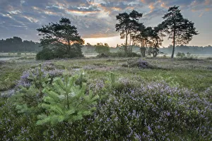 Heather (Calluna vulgaris) at dawn, with distant Klein Schietveld, Brasschaat, Belgium Heather (Calluna vulgaris) at dawn, with distant Klein Schietveld, Brasschaat, Belgium