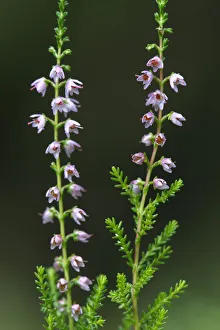 Heather (Erica sp) in flower, Brtnicky Hradek, Ceske Svycarsko / Bohemian Switzerland Heather (Erica sp) in flower, Brtnicky Hradek, Ceske Svycarsko / Bohemian Switzerland